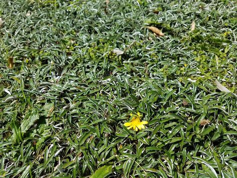 Dymondia Margaretae, Best Ground Cover Plants, Silver Carpet, Pond Landscaping, Front Yard Design, Australian Plants, Pond Plants, Coastal Gardens, Ground Cover Plants