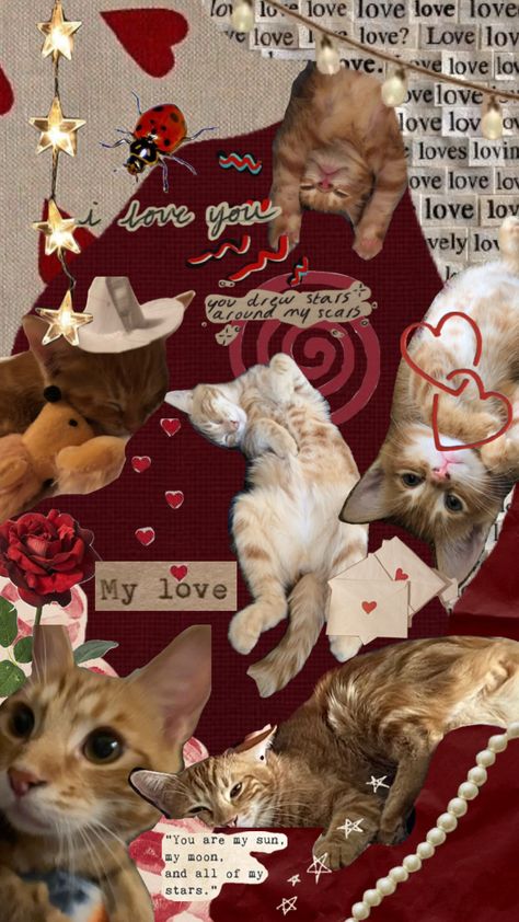 #loml #cat #mybaby #iloveyou Coquette Red, Cat Wallpapers, Cat Collage, Iphone Wallpaper Cat, Laptop Wallpaper Desktop Wallpapers, Dark Coquette, Iphone Case Stickers, Phone Inspiration, Cute Cats Photos