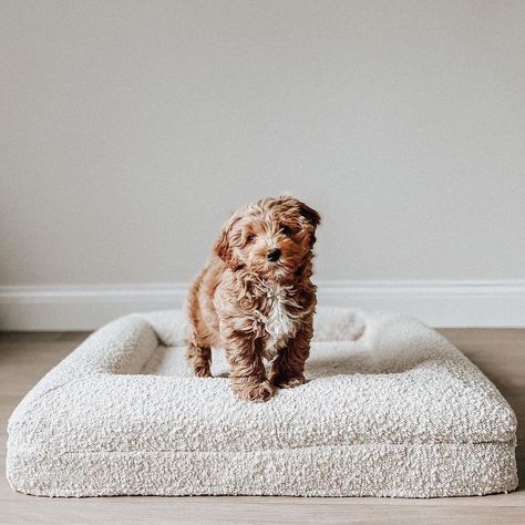 YOUR DOG'S BEST BED 🐶’s Instagram profile post: “Cute at every angle. @rupert__thedoodle in the small Barney Bed + Boucle cover.” Bubble Bed, Puppy Must Haves, Minimalist Essentials, Dog Room Decor, Cute Dog Beds, Cute Dog Toys, Dog Spa, Puppy Beds, Best Bed