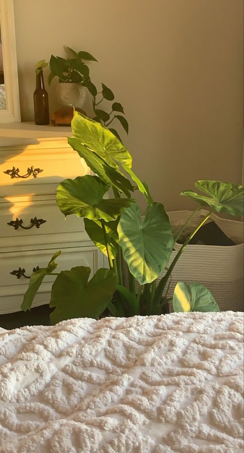 aesthetic elephant ear, golden hour Elephant Leaf Plant, Elephant Ear Tattoo, Elephants Ear Plant, Colocasia Plant, Elephant Ears Plants, Elephant Ear Plant Care, Elephant Plant, Shade Loving Plants, Garden Escape