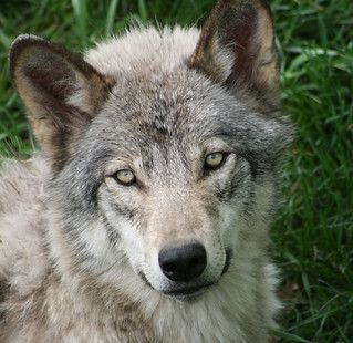 Young Wolf Face 1 | Facial structure and fur placement for y… | Flickr Wolf Oc Ideas, Yellowstone Wolves, Mexican Wolf, Wolf Reference, Wolf Oc, Wolf Life, Facial Structure, Wolf Face, Soul Artists