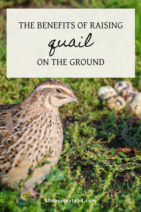 Ground Quail Coop, Keeping Quails, Quail Incubator, Quail Tractor, Quail Garden, Quail Keeping, Keeping Quail, Quail Raising, Quail Farming