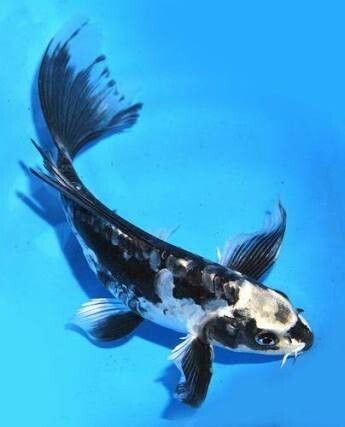 Black And White Koi Fish, White Koi Fish, Black Koi Fish, Butterfly Koi, Pretty Fish, Koi Art, Carpe Koi, Koi Fish Pond, Japanese Koi