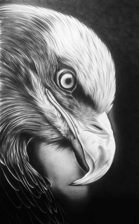 Eagle Black And White, Wildlife Drawing, Drawing Dragon, Drawing Black And White, Eagle Drawing, White Eagle, Eagle Images, Scratchboard Art, Pencil Drawings Of Animals