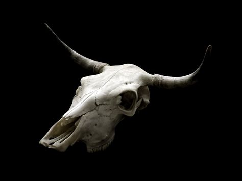 Cow Skull Tattoo, Cow Skull Tattoos, Creature Reference, Bull Skull Tattoos, Fox Skull, Bison Skull, Skull Anatomy, Skull Reference, Goat Skull