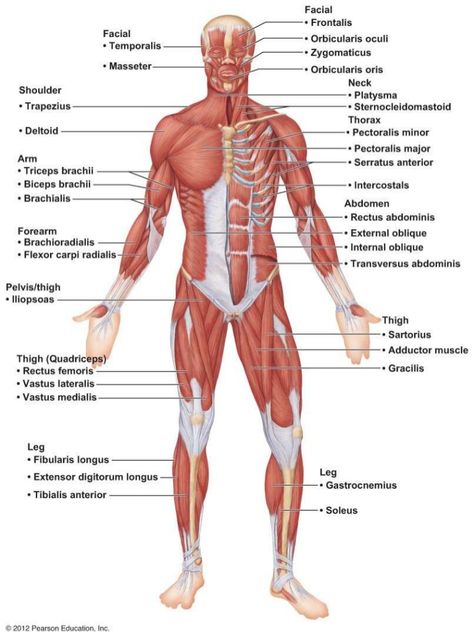 Major Anterior Muscles | Anatomy Skeletal Muscle Anatomy, Human Body Muscles, Body Muscle Anatomy, Muscular System Anatomy, Human Muscular System, Muscle Diagram, Human Muscle Anatomy, Muscle System, Anatomy Bones