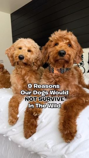 466K views · 24K reactions | Safe to say they are domesticated for good🤣 👀 #dogsofinsta #goldendoodle #goldendoodlesofinstagram #dogs #funny | Utah Goldendoodles | Funny Song Studio · Funny Song Tangled Songs, Funny Song, Surviving In The Wild, Best Song, Funny Songs, Dogs Funny, Dog Videos, Funny Funny, Dog Gifs