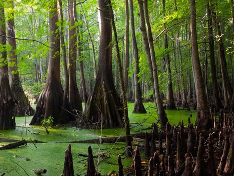 Great Dismal Swamp, Swamp Landscape, Roanoke Colony, Dismal Swamp, Louisiana Swamp, Where The Crawdads Sing, Nature Reference, Ella Enchanted, Mangrove Swamp