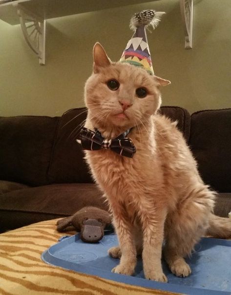 Couple Gave 21 Year Old Super Senior Cat a Chance to Live Out His Best Life, Now a Year Later... - Love Meow Obese Cat, So Confused, Cat Meeting, Cat Stories, Senior Cat, Old Cats, Cat Birthday, Animal Stories, Cat Rescue