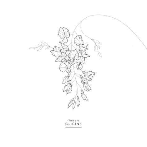 Flowers ⚘ Glicine ⚘ Wisteria ⚘ Wisteria Flower Drawing, Wisteria Drawing, Wisteria Tattoo, Eclipse Photography, Flower Line Drawings, Line Art Tattoos, Venue Decor, Minimalist Tattoo, Wisteria