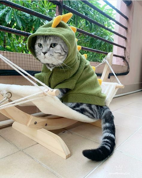 Cat In A Dino Costume, Cats In Onesies, Cat In Dinosaur Costume, Cute Animals Wallpaper, Cat Memes Cute, Thai Pasta, Cat Dinosaur, Cats Clothes, Cats With Hats