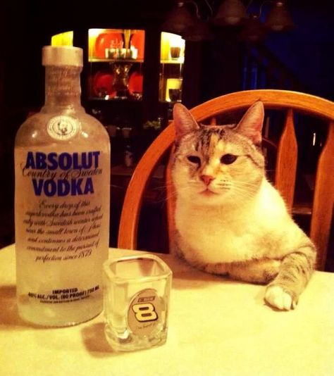 Vodka Humor, Drunk Cat, Absolut Vodka, Vodka Drinks, Cat Drinking, Cat Club, Funny Cats And Dogs, Drinking Humor, Humor Memes