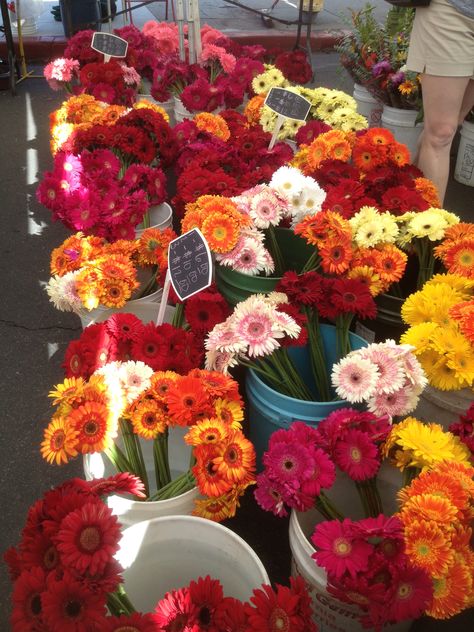 Gerber Daisy Aesthetic, Gerber Daisy, Blossom House, Gerber Daisies, Flowers Nature, Fall Wreath, Painting Inspiration, Flower Garden, Planting Flowers