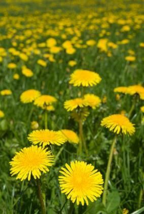 Dandelion Wishes Mother's Day Thoughts, Dandelion Field, Dandelion Benefits, Dandelion Wine, Homemade Wine, Dandelion Wish, Dandelion Flower, Beltane, Flower Farm