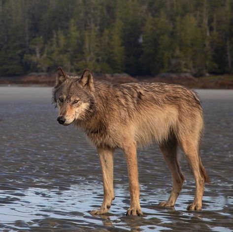 Home / X Coastal Sea Wolf, Therian Types, Coastal Wolf, Therian Crafts, Wolf Facts, Wolf Reference, Sea Wolves, Praa Sands, Wolf Therian