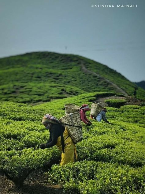 Tea Garden Landscape, Bangladesh Scenery, Ilam Nepal, Himalayas Painting, India Traditional Dress, Indonesian Heritage, Street Photography People, Photography People, Agriculture Farming