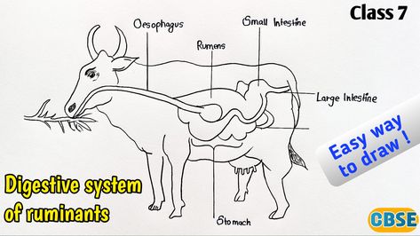 Digestive System Drawing, Cow Easy Drawing, Cow Digestive System, Digestive System Diagram, Science Diagram, Science Diagrams, Large Intestine, Easy Drawing, Digestive System