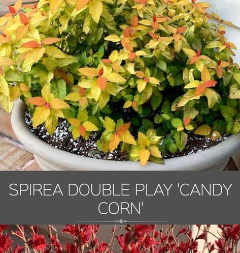 Feature Shrub Spirea Big Bang 'Candy Corn' Candy Corn Spirea Landscaping, Candy Corn Spirea, Weeping Blue Atlas Cedar, Garden Companion Planting, Deer Resistant Plants, Low Maintenance Garden, Flowering Shrubs, Community Gardening, Flowers Garden