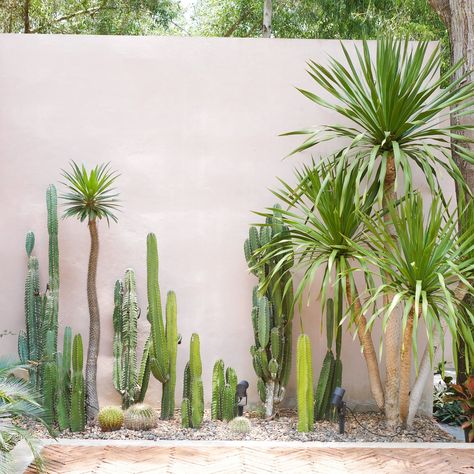 Cacti Front Yard, Cactus In Backyard, Palm And Cactus Garden, Cactus Garden Backyard, Cactus Outdoor Decor, Cactus Outdoor Garden, Palm Springs Cactus Garden, Sonoran Desert Backyard Landscape, Outdoor Desert Landscaping