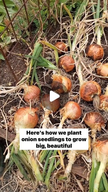 DIY Home Garden on Instagram: "🧅 We prefer to grow onions from seed or nursery seedlings rather than “sets” because they seem to be more successful at growing big, beautiful, healthy onions. Sets are simply immature onion bulbs that have been harvested early, effectively halting their development. That means they don’t always pick right up where they left off once they’re planted again, and can either grow more slowly, flower prematurely, or fail to form a bulb at all.
.
So, if you’ve struggled with growing onions from sets, give seedlings a try! Onions are a wonderful, rewarding, pest-free crop that will feed you for many months to come. We’re still eating onions we harvested last September 🙌🏼
.
‼️ Keep in mind that planting the right variety and type of onion for your latitude is cruc Onions From Seed, Grow Onions, Types Of Onions, Independent Life, Live Sustainably, Growing Onions, Onion Bulbs, Planting Onions, Rural Lifestyle