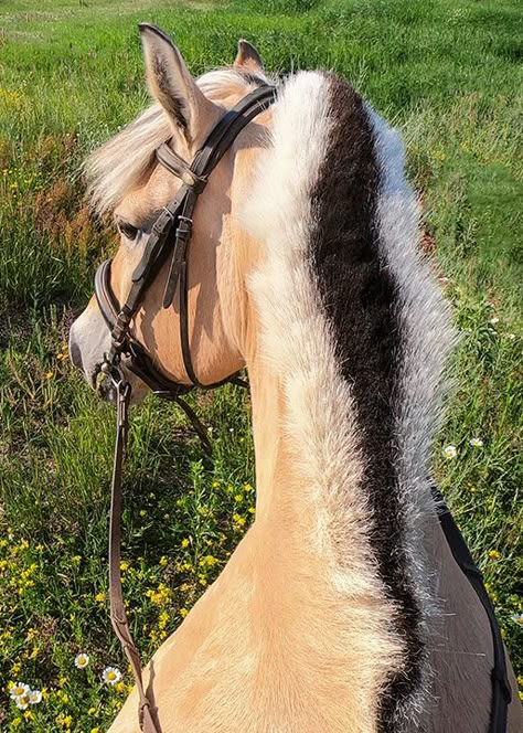 Norwegian Fjord Horse, Fjord Horse, Beautiful Horse, Horse Breeds, Join Me