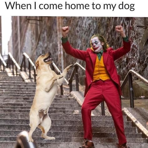 Pupperish on Instagram: “Heck yes . . #dogmom #dogdad #joker #thejoker #jokermemes #dogs #dogsofinstagram #instadogs #dogoftheday #mansbestfriend #dogsarethebest…” Joker Meme, Dog Lover Quotes, Dog Minding, Cute Animal Memes, Funny Dog Memes, Dog Hacks, Cute Dogs And Puppies, Cute Memes, Dog Quotes