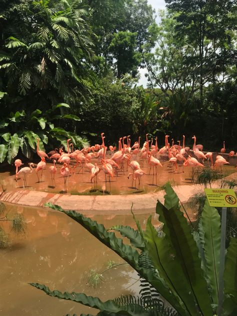 Flamingo Birds, Front Stairs, Singapore Zoo, Mumbai City, Travel Goals, Zoo Animals, New Puppy, Cat House, Travel Aesthetic