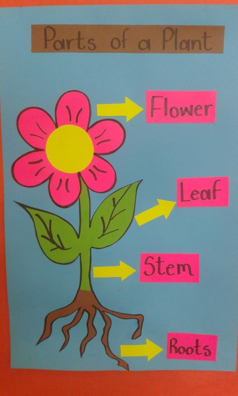 Life Cycle Of Plants Project, Parts Of Flowers For Kids, Parts Of The Plants For Kids, Parts Of Plant Project, Types Of Plants Project For Kids, Parts Of A Plant Science Project, دورة حياة النبات, Montessori Crafts, Alphabet Activities Kindergarten