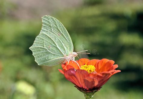 Butterfly. Pic of a butterfly eating nectar from a flower , #AFF, #butterfly, #Pic, #Butterfly, #flower, #nectar #ad Butterfly Drinking Nectar, Anime Artwork, Nature Art, Tulips, Stock Images, Stock Photos, Green, Flowers, Plants