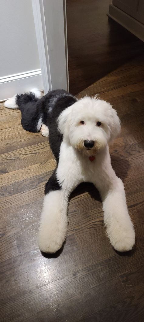 Old English Sheepdog Haircut, English Sheepdog Puppy, Doodle Dog Breeds, Old English Sheepdog Puppy, Sheep Dog Puppy, Sheepadoodle Puppy, Big Puppies, Puppy Grooming, Dog Haircuts