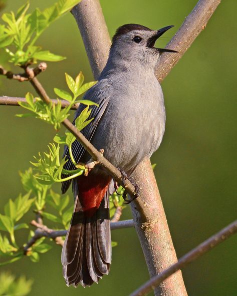 Gray Catbird, Dutch House, Most Beautiful Birds, Bird Photo, Bird Species, Bird Prints, Birdy, Bird Watching, Stuffed Animal Patterns