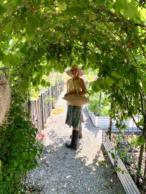 Concord grapevine arch Grape Archway, Rustic Garden Arch, Small Vineyard Backyard, Grapevines Backyard, Grape Arch, Grape Vine Ideas, Grapevine Arch, Arched Front Door, Grape Trellis