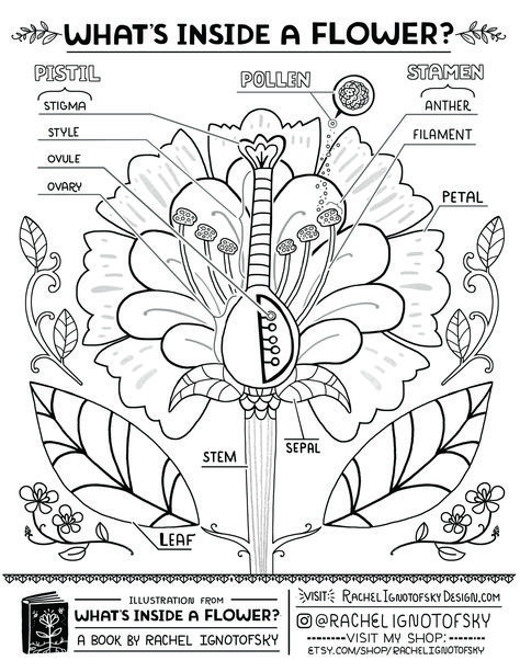 Elementary School Science, Homeschool Nature Study, Homeschool Nature, Cc Cycle 1, Homeschool Worksheets, Nature School, Homeschool Education, Plant Science, Classical Conversations