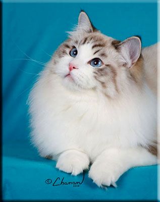 Seal Lynx Bicolor Ragdoll, Bicolor Ragdoll, Ragdoll Kittens, Cat Apparel, Ragdoll Cats, Ragdoll Kitten, Cat Socks, Doll Makeup, Cat Training