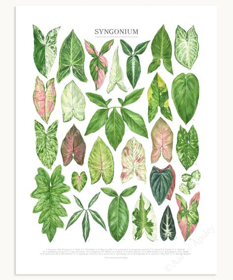 Arrowhead Plant, Paper Plants, Colorful Plants, Botanical Watercolor, Perfect Plants, Plant Species, Foliage Plants, Plant Mom, Exotic Plants