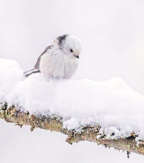 Winter Bird Photography, Aesthetic Winter Landscape, Animals In Snow, Winter Forest Animals, Schnee Party, Animals In Winter, Tattoos Animals, Snow Bird, Snow Animals