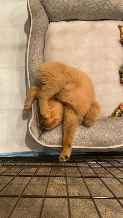 15 Pooped Pups Who Have Mastered The Art Of Sleeping Anywhere – InspireMore Dog Sleeping Positions, Cute Dog Videos, Barking Dog, Sleeping Animals, Sleeping Puppies, Really Cute Dogs, Dog Videos, Super Cute Animals, Cute Animals Images