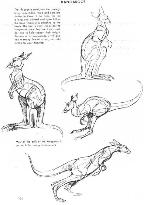 Art of Animal Drawing Kangaroo Drawing, Kangaroo Art, Ap Drawing, Animal Anatomy, Manga Drawing Tutorials, Animal Study, Anatomy Sketches, Drawing Studies, Anatomy Study