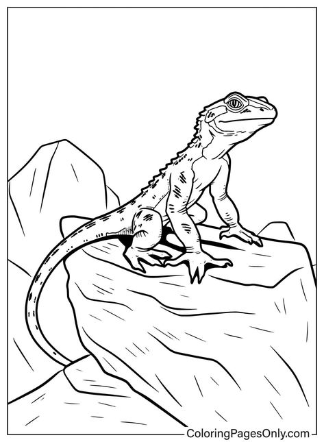 Geko Lizard Drawing, Lizard Template, Lizard Coloring Pages, Gecko Coloring Page, Skink Lizard Drawing, Lizard Coloring Pages Free Printable, Iguana Coloring Page, Lizard Species, Sabertooth Tiger