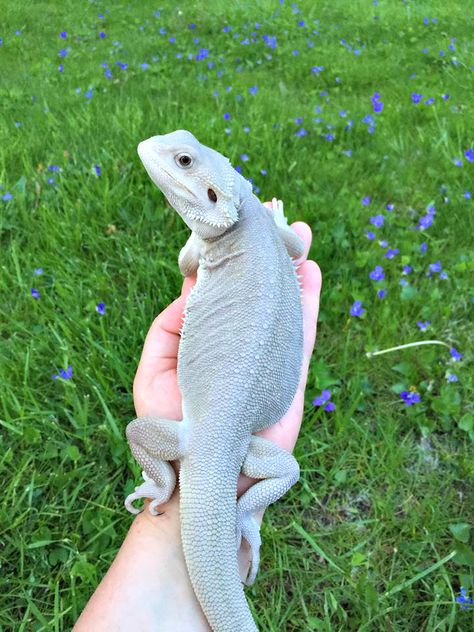 Leatherback Zero Bearded Dragon Bearded Dragon Cage, Bearded Dragon Habitat, Bearded Dragon Diet, Baby Bearded Dragon, Bearded Dragon Cute, Bearded Dragon Care, Cute Lizard, Cute Reptiles, Komodo Dragon