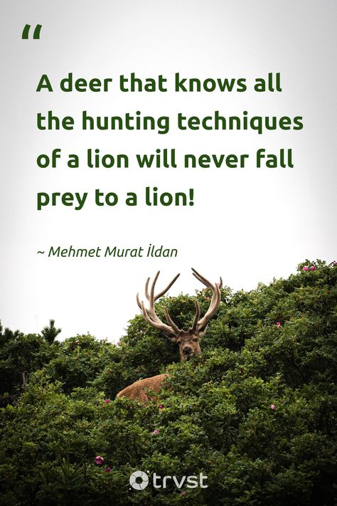 "A deer that knows all the hunting techniques of a lion will never fall prey to a lion!" -Mehmet Murat İldan #trvst #quotes #bethechange #thinkgreen #deer Deer Hunting Quotes, Deer Quotes, Hunting Quotes, Deer Species, Funny Deer, Wild Deer, Deer Family, A Deer, Baby Deer