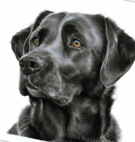 Black Dog Drawing, Labrador Sketch, Painting Clipart, Dogs Watercolor, Dog Portraits Illustration, Silver Labrador Retriever, Watercolor Dogs, Dog Watercolor Painting, Dog Portraits Painting