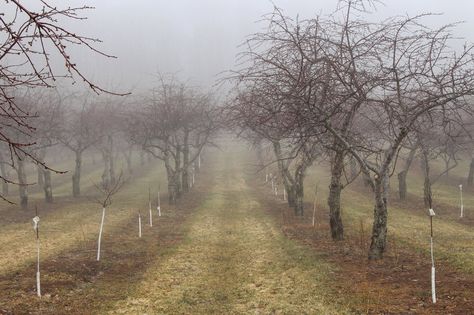 Michigan's Tart Cherry Orchards Struggle To Cope With Climate Change : The Salt : NPR Sour Cherries, Cherry Orchard, Cherry Trees, Sour Cherry, Cherry Tart, Spring Weather, Northern Michigan, Cherry Tree, Kitchen Garden