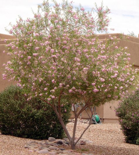 Desert Willow Tree - Horticulture Unlimited Willow Trees Garden, Desert Willow Tree, Desert Trees, Desert Willow, Drought Tolerant Garden, Desert Garden, Desert Plants, Willow Tree, Landscaping With Rocks