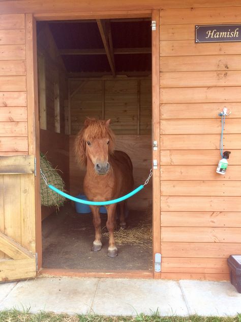 Hamish the Shetland pony in his stable Pony Shelter, Shetland Pony Stable, Mini Horse Barn, Pony Stable, Dream Barn Stables, Horse Farm Ideas, Diy Horse Barn, Horse Barn Ideas Stables, Mini Donkey