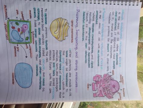 Endoplasmic Reticulum Notes, Endoplasmic Reticulum Diagram, Smooth Endoplasmic Reticulum, Revision Board, Golgi Apparatus, Endoplasmic Reticulum, Gcse Biology, Bio Notes, Learn Biology