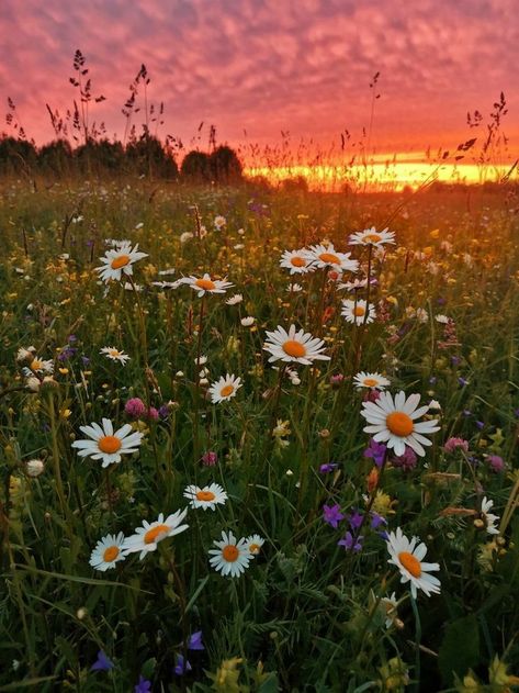 Minimalist Wallpaper Phone, Sunflowers And Daisies, Daisy Wallpaper, Water Pictures, Scenery Photography, Nothing But Flowers, Pretty Landscapes, Fantasy Aesthetic, Pretty Photos