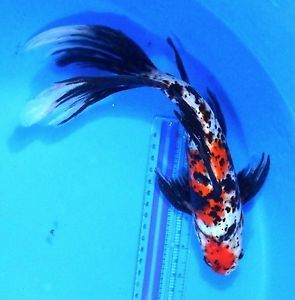 12" Shubunkin Goldfish Live Koi Fish Pond Garden BKD Pretty Koi Fish, Fish References, Hydro Painting, Shubunkin Goldfish, Outdoor Fish Ponds, Common Goldfish, Fish Chart, Kraken Tattoo, Butterfly Koi