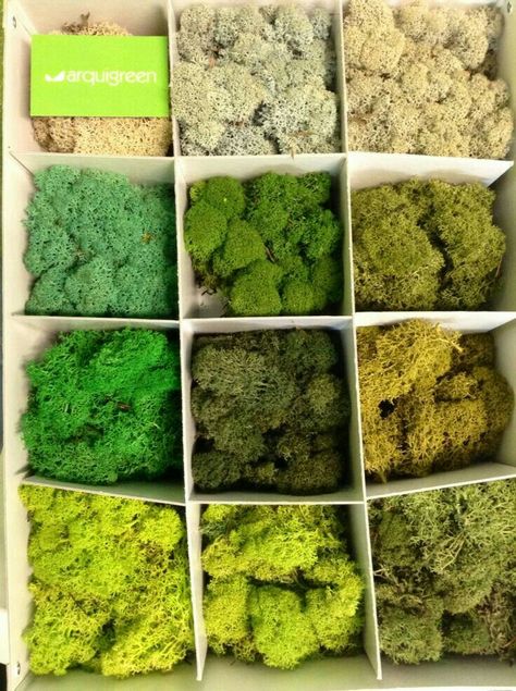 Moss Painting, Green Wall Design, Terrarium Jar, Glitter Wall Art, Moss Decor, Art Studio Room, Glitter Wall, Moss Wall Art, Moss Garden