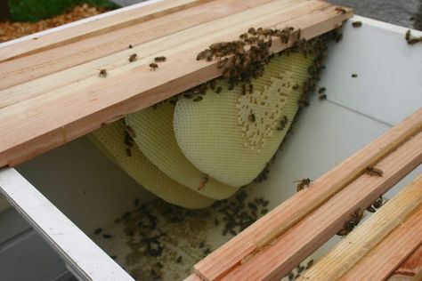 Top Bar Beekeeping for Beginners - BeeKeepClub